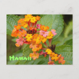 Hawaii-Blume Postkarte