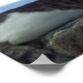 Hawaii Cat Poster (Ecke)