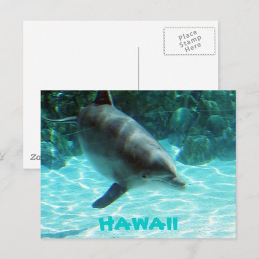 Hawaii Dolphin Postkarte (Vorne/Hinten)