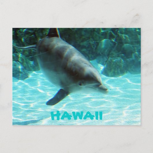 Hawaii Dolphin Postkarte (Vorderseite)