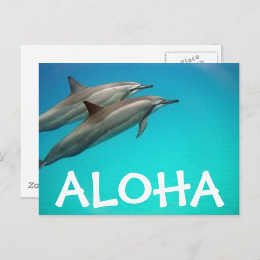 Hawaii Dolphins Post Card Postkarte (Vorne/Hinten)