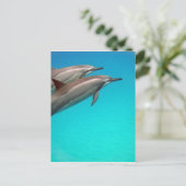 Hawaii Dolphins Postkarte (Stehend Vorderseite)