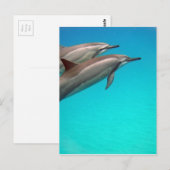 Hawaii Dolphins Postkarte (Vorne/Hinten)