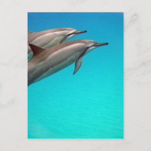 Hawaii Dolphins Postkarte