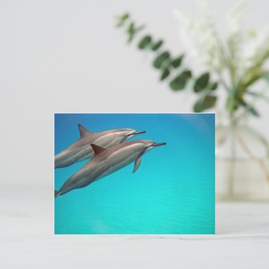 Hawaii Dolphins Postkarte (Stehend Vorderseite)