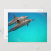 Hawaii Dolphins Postkarte (Vorne/Hinten)