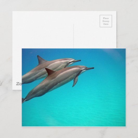 Hawaii Dolphins Postkarte (Vorne/Hinten)