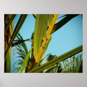Hawaii-Gecko-Palmenposter Poster