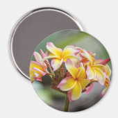 Hawaii Gelbe Rosa Plumeria Blume Magnet (Vorderseite/Rückseite)