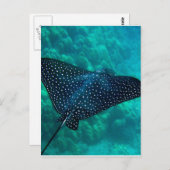 Hawaii Gepunktet Eagle Ray Postkarte (Vorne/Hinten)