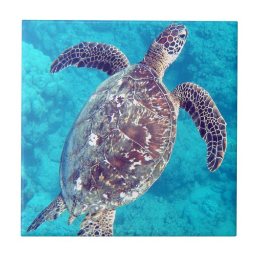 Hawaii Green Sea Turtle Fliese (Vorderseite)
