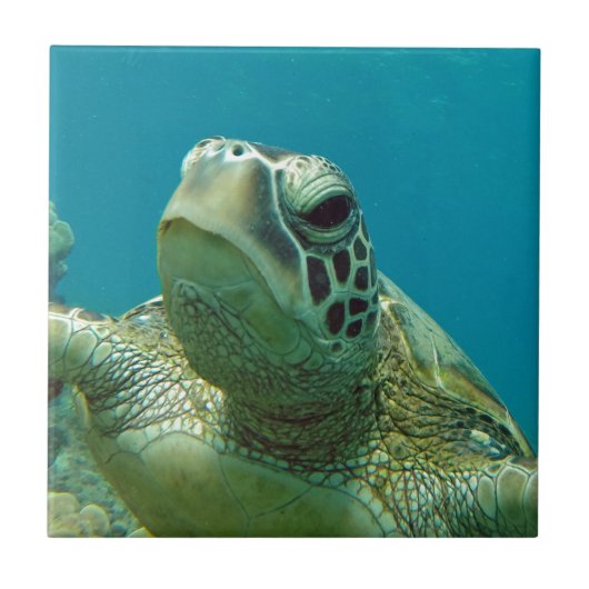Hawaii Green Sea Turtle - Honu Fliese (Vorderseite)