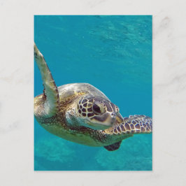 Hawaii Green Sea Turtle - Honu Postkarte