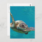 Hawaii Green Sea Turtle - Honu Postkarte (Vorne/Hinten)