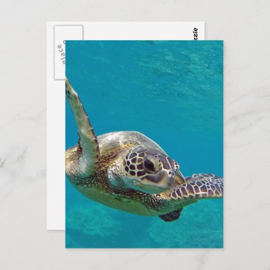 Hawaii Green Sea Turtle - Honu Postkarte (Vorne/Hinten)