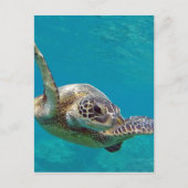 Hawaii Green Sea Turtle - Honu Postkarte (Vorderseite)