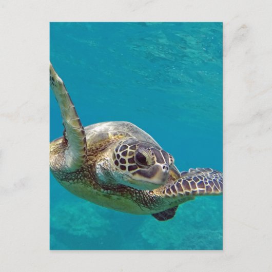Hawaii Green Sea Turtle - Honu Postkarte (Vorderseite)