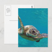 Hawaii Green Sea Turtle - Honu Postkarte (Vorne/Hinten)