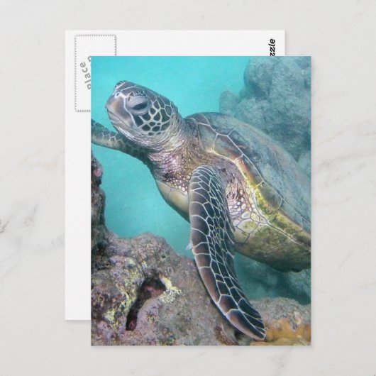 Hawaii Green Sea Turtle Postkarte (Vorne/Hinten)