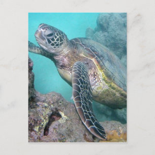 Hawaii Green Sea Turtle Postkarte