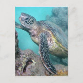 Hawaii Green Sea Turtle Postkarte (Vorderseite)