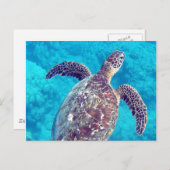 Hawaii Green Sea Turtle Postkarte (Vorne/Hinten)