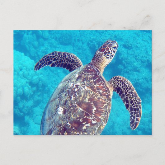 Hawaii Green Sea Turtle Postkarte (Vorderseite)