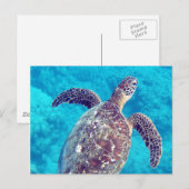 Hawaii Green Sea Turtle Postkarte (Vorne/Hinten)