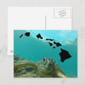 Hawaii Green Sea Turtle Postkarte (Vorne/Hinten)