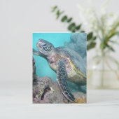 Hawaii Green Sea Turtle Postkarte (Stehend Vorderseite)