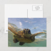 Hawaii Green Sea Turtle Postkarte (Vorne/Hinten)