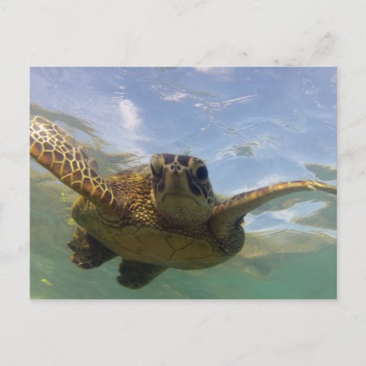 Hawaii Green Sea Turtle Postkarte (Vorderseite)
