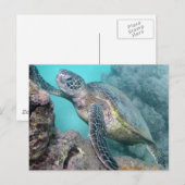Hawaii Green Sea Turtle Postkarte (Vorne/Hinten)