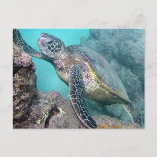 Hawaii Green Sea Turtle Postkarte (Vorderseite)