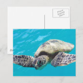 Hawaii Green Sea Turtle Postkarte (Vorne/Hinten)