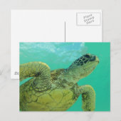 Hawaii Green Sea Turtle Postkarte (Vorne/Hinten)