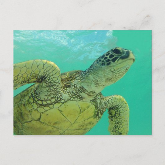 Hawaii Green Sea Turtle Postkarte (Vorderseite)