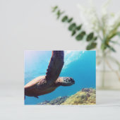 Hawaii Green Sea Turtle Postkarte (Stehend Vorderseite)