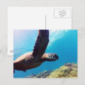 Hawaii Green Sea Turtle Postkarte (Vorne/Hinten)