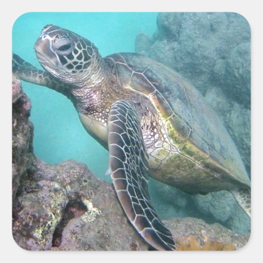Hawaii Green Sea Turtle Quadratischer Aufkleber (Vorderseite)