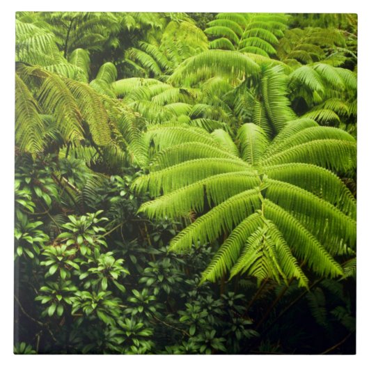 Hawaii, Große Insel, üppige tropische Vegetation i Fliese (Vorderseite)