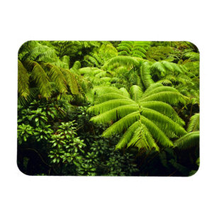 Hawaii, Große Insel, üppige tropische Vegetation i Magnet