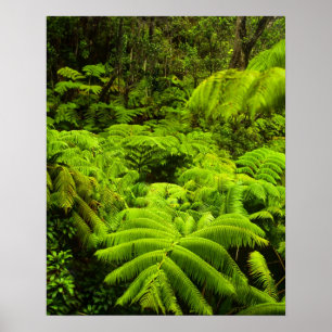 Hawaii, Große Insel, üppige tropische Vegetation i Poster