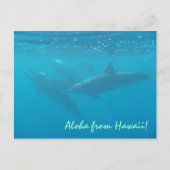 Hawaii grüßen unter Wasser Delphin landschaftliche Postkarte (Vorderseite)