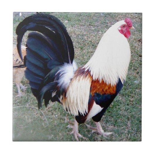 Hawaii Hanauma Bay Rooster Fliese (Vorderseite)