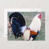 Hawaii Hanauma Bay Rooster Postkarte (Vorne/Hinten)