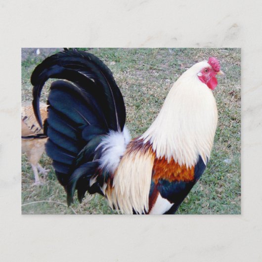 Hawaii Hanauma Bay Rooster Postkarte (Vorderseite)