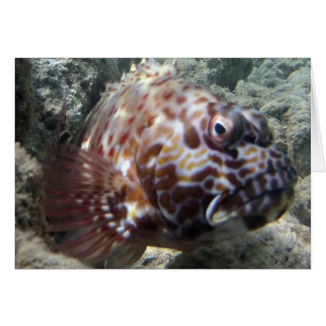 Hawaii Hawk Fish (Vorderseite (Horizontal))