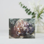 Hawaii Hawk Fish Postkarte (Stehend Vorderseite)