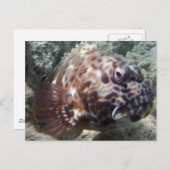 Hawaii Hawk Fish Postkarte (Vorne/Hinten)
